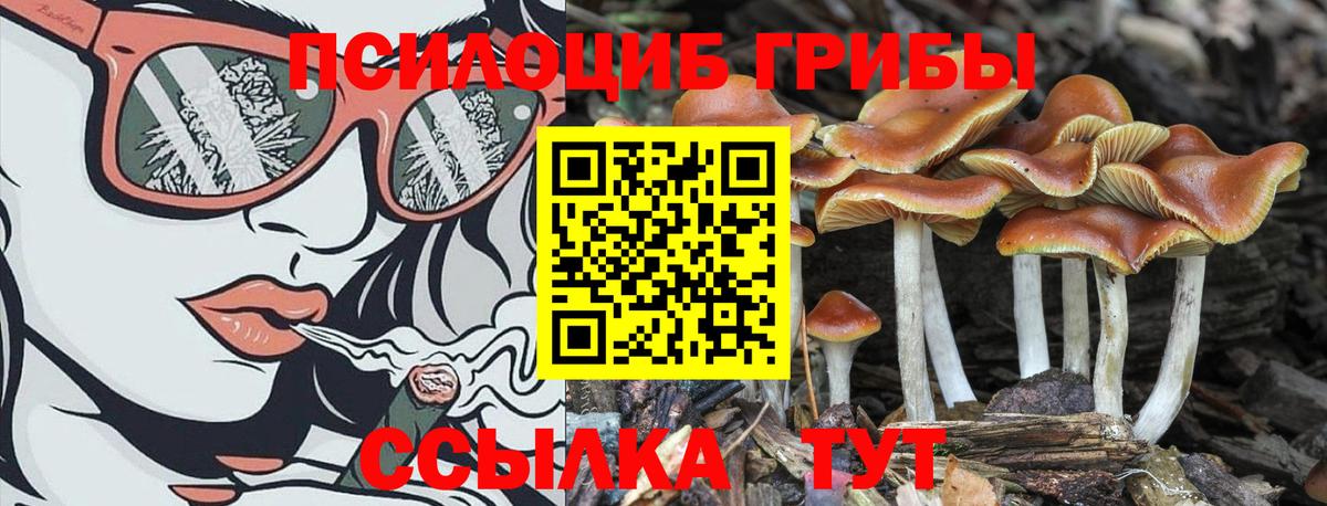 Дзержинский  Псилоцибиновые грибы прущие грибы  Вход с VPN  Псилоцибиновые грибы MAGIC MUSHROOMS 